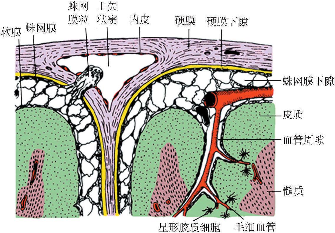 五、腦脊膜和血-腦屏障